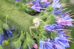 white spider on the blue flower