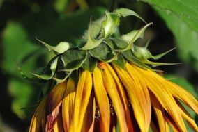Yellow Sunflower with head down