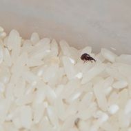 grain borers pairing on Rice, Macro