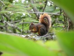 Squirrel eating on Tree