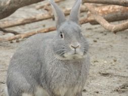 gray hare