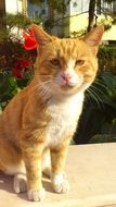 ginger Kitty Watching you