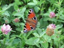 butterfly near green leaves with flowers