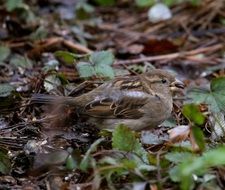 tree sparrow plumage