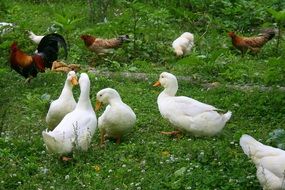Animals on the grass on the farm
