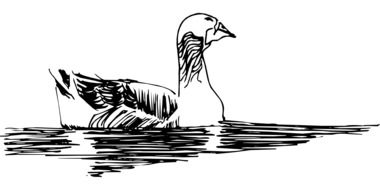 Swimming duck in water
