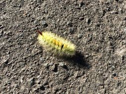 Furry Caterpillar