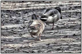 ducks walk the earth