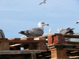 beautiful and cute Seagull Scheveningen Bird