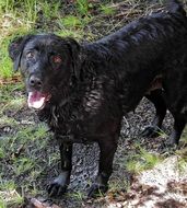 black labrador in dirt in the wild