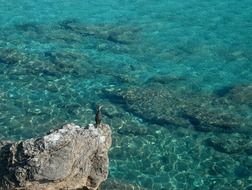 water bird on the background of the sea
