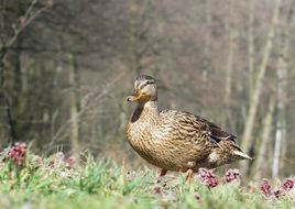 duck on grass