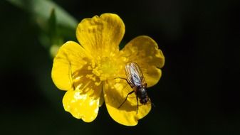 insect on a yellow shiny flower close-up