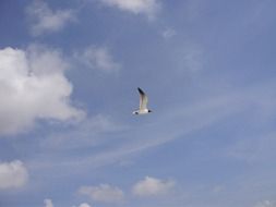 free soaring seagull