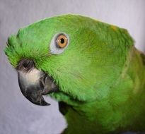 Portrait of cute green parrot