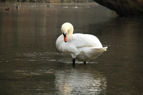 graceful swan cleaning feathers
