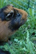 guinea pig in green grass