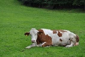 Close-up of the cute and beautiful spotted cow on green grass