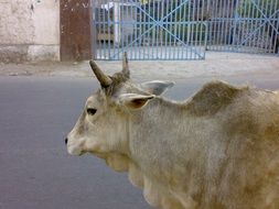 sacred cattle in India