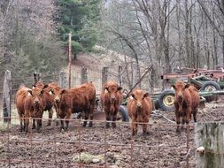 flock of brown calves on the farm