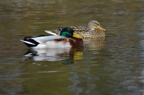 two cute plump ducks in the pond