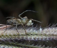 Closeup picture of spider on a hairy plant