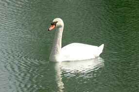 sculpture Lake Swans