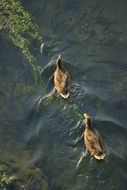 Ducks are swimming in the pond