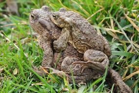 mating of toads