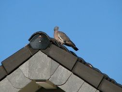Colorful beautiful Dove on Roof