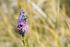 checkerboard-butterfly on a thistle flower close-up on blurred background