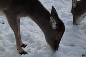 foraging fallow deer in winter on the snow