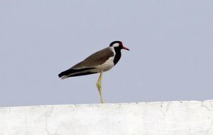 red-wattled lapwing in wildlife