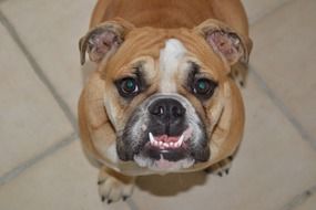 english bulldog or mastiff