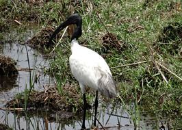 Black-Headed Ibis living in India