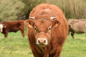 cattle in the countryside