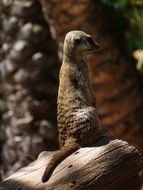 meerkat sitting on a stone near a tree