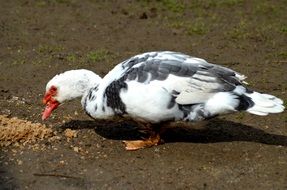 Muscovy duck feeding