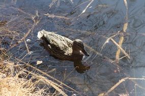 Duck in a lake