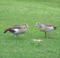pair of wild birds on green grass