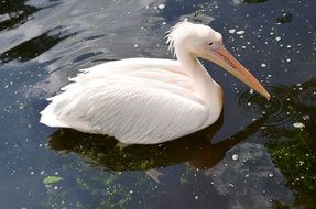 white pelican on the pond