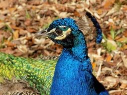majestic peacock with a crown