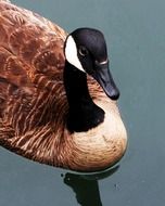 canadian goose swims in the water