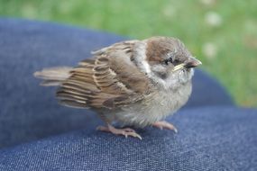 sparrow on man's knees