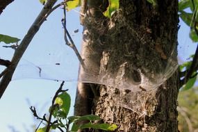 cobweb tunnel on tree