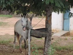 Horses Haras