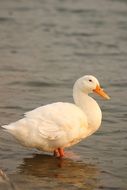 white feather cute Duck in River