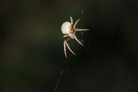 Tropical Orb Spider close-up on blurred background