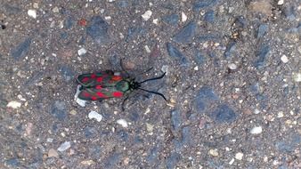 small five spot burnet in wildlife