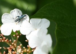 bright insect on white flowers close-up